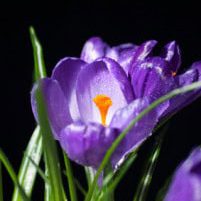Welcome Spring