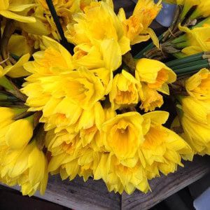 Spring Flowers