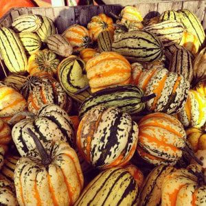 Squash 1
