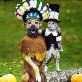 Thanksgiving Dog & Cat