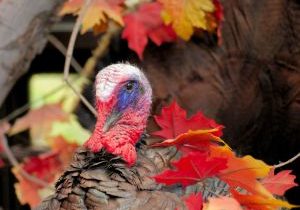 Thanksgiving Turkey 2