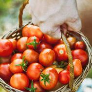 Tomatoes