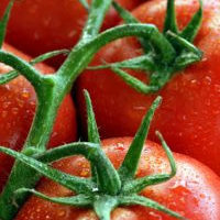 Tomatoes
