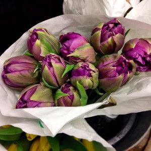 Tulips