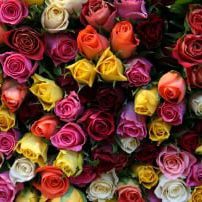 Valentine's Day Roses