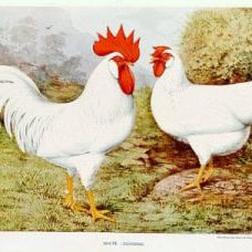 Vintage Chicken