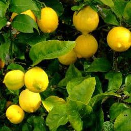 lemons