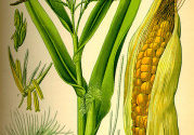 Vintage Corn Vintage Corn